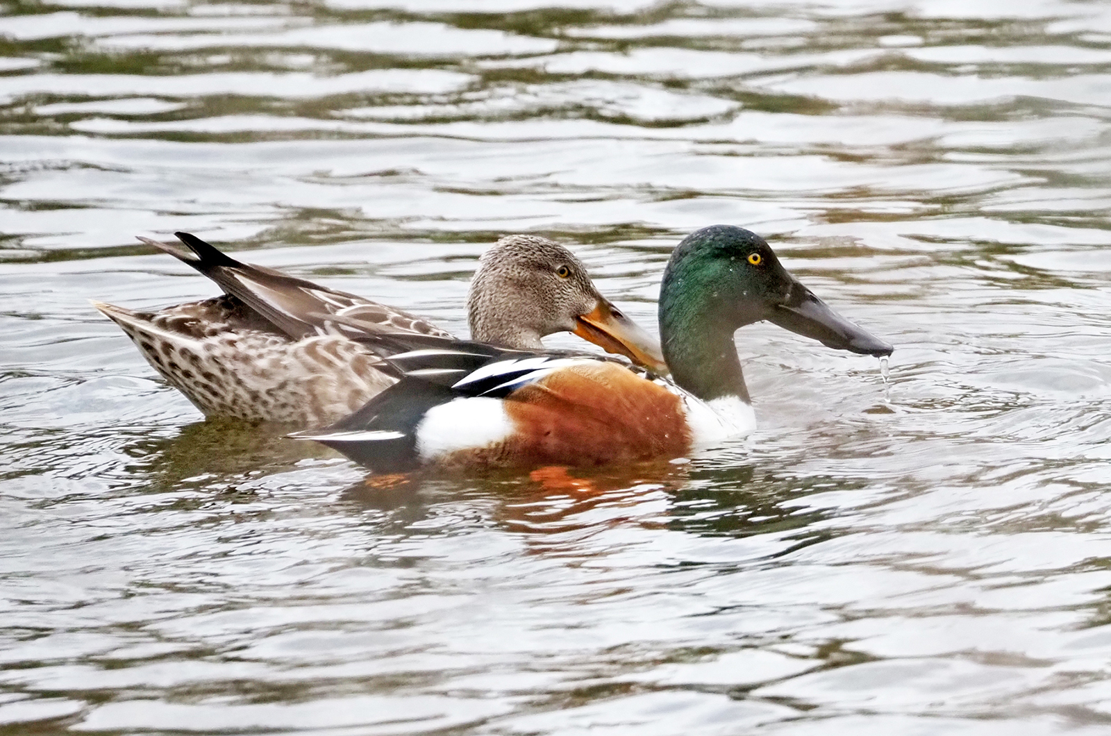 Northern shoveler.
