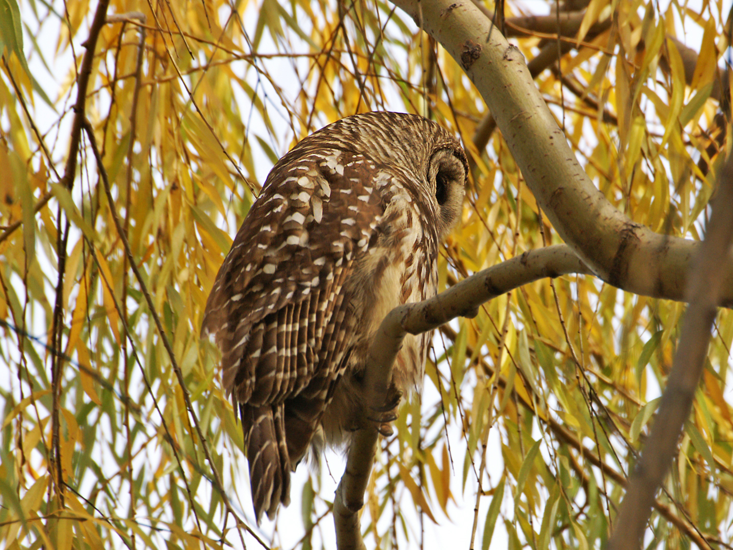 Barred owl.