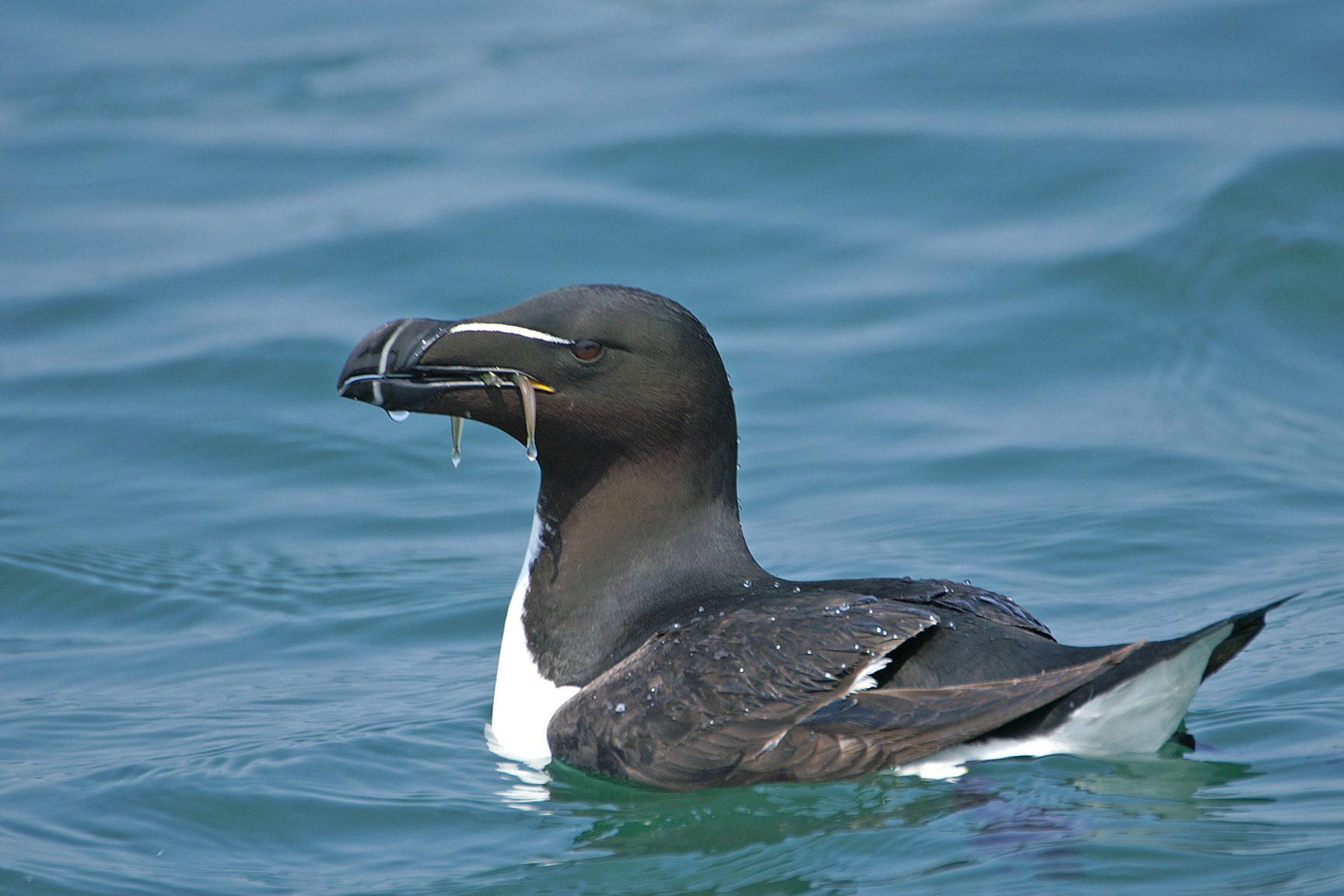 Razorbill.