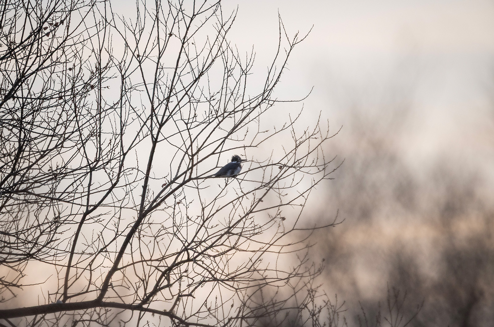 Several Belted Kingfishers were seen.