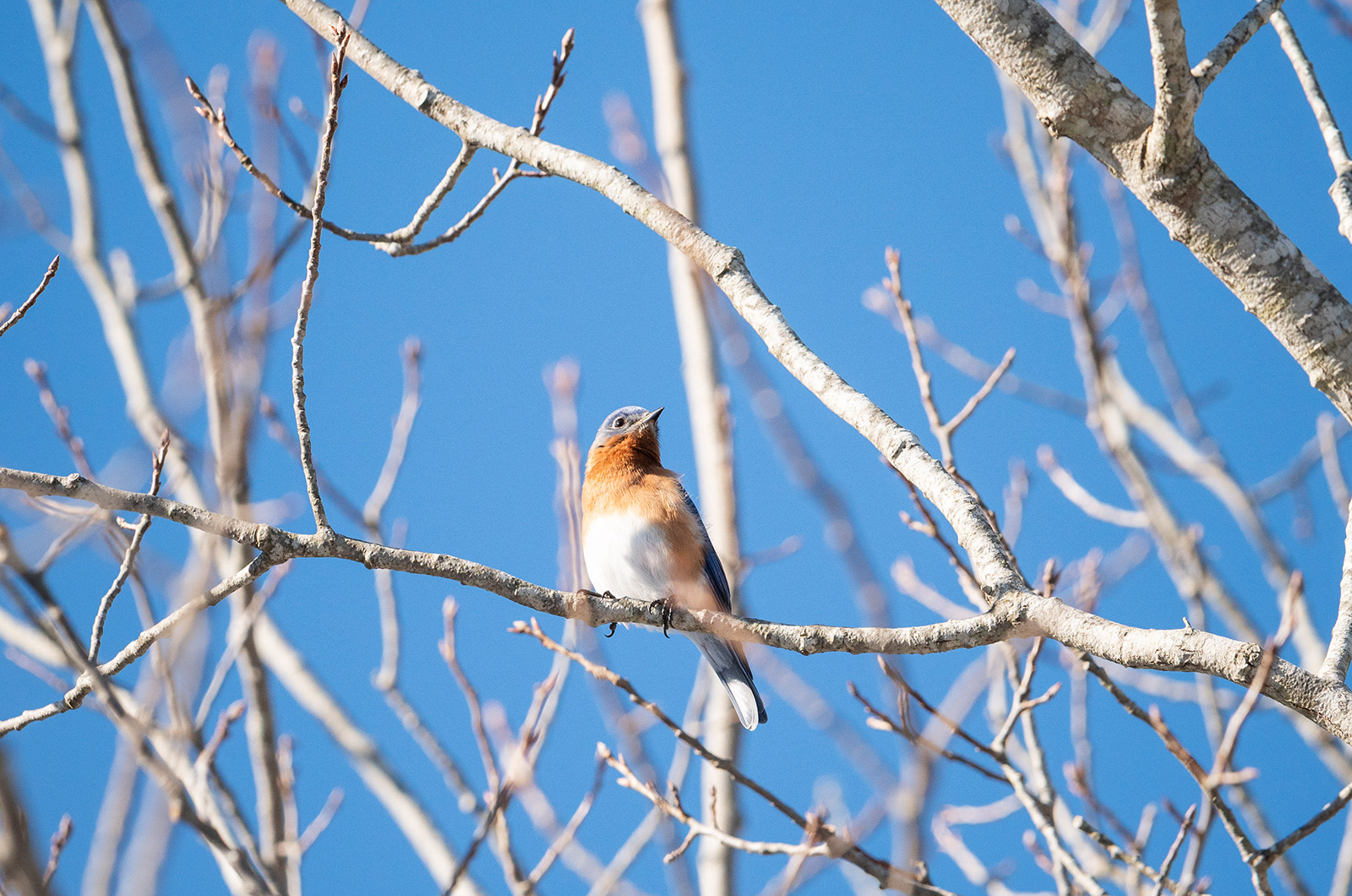 An Eastern Bluebird seen on Jow Walker road.