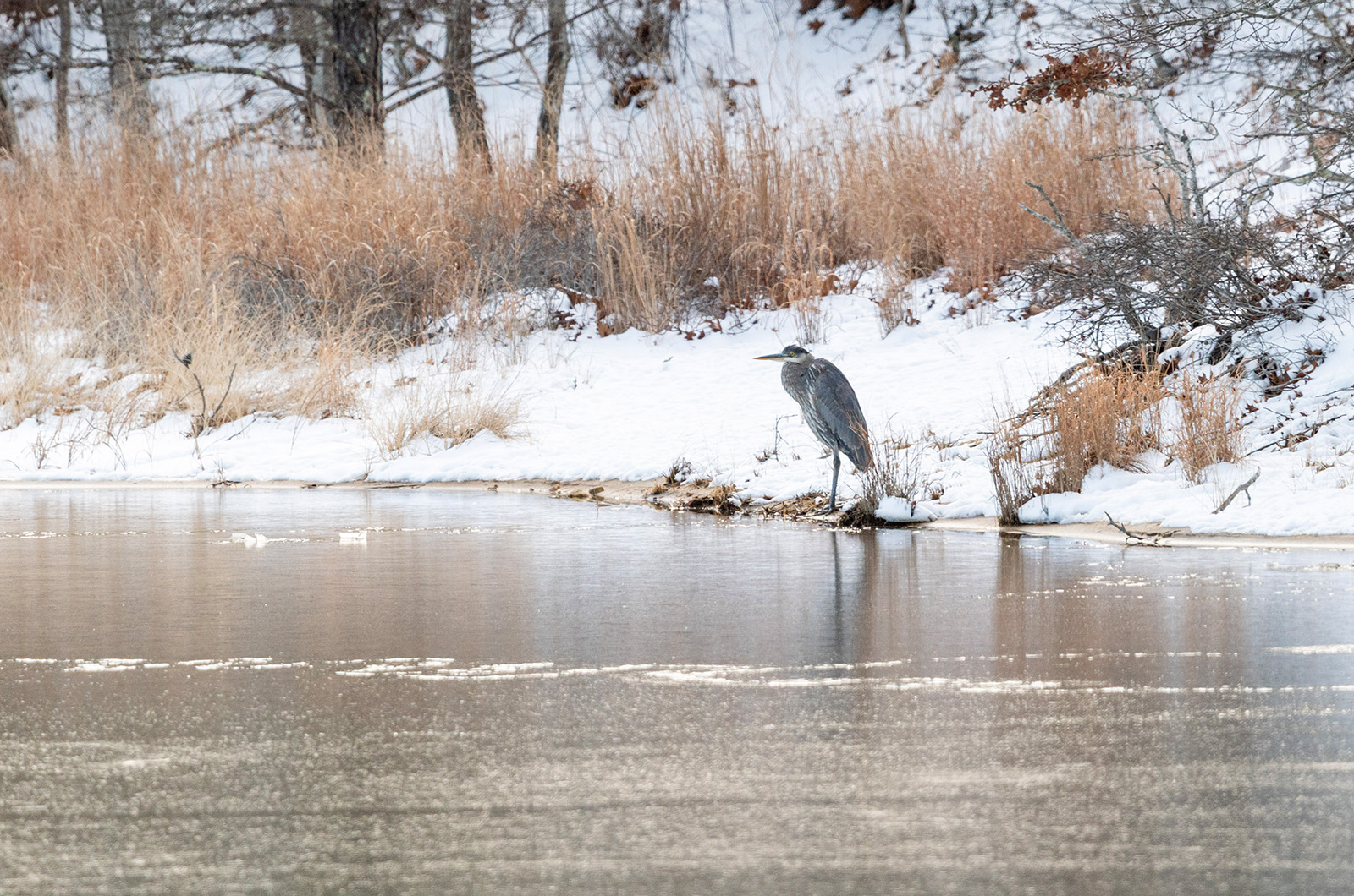A Great Blue Heron in Tisbury Great Pond near Seppiessa.