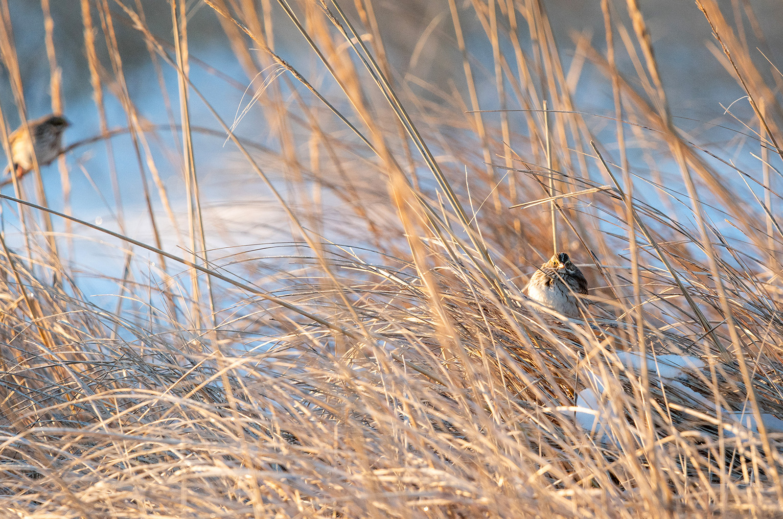 Savannah Sparrows in the dunes at Long Point.