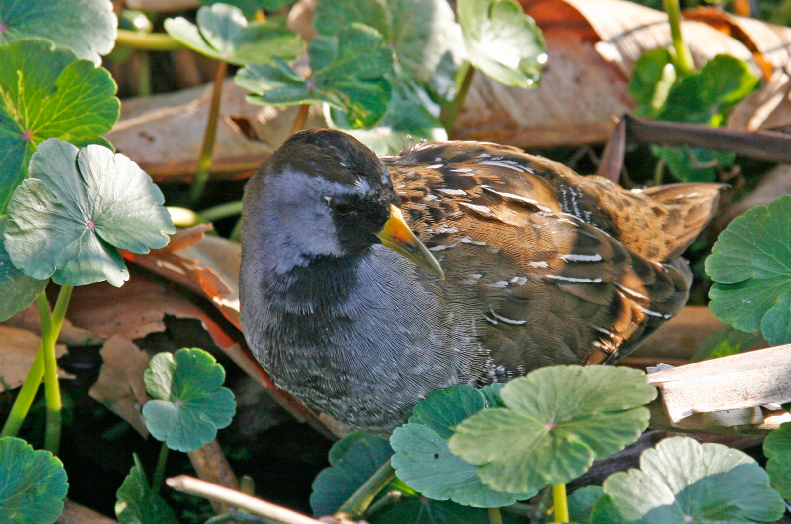 Sora.