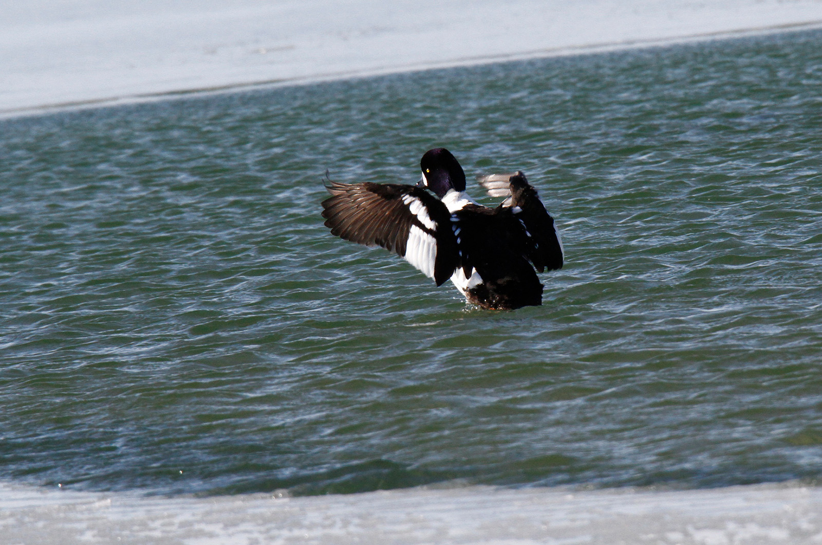 Barrows goldeneye.