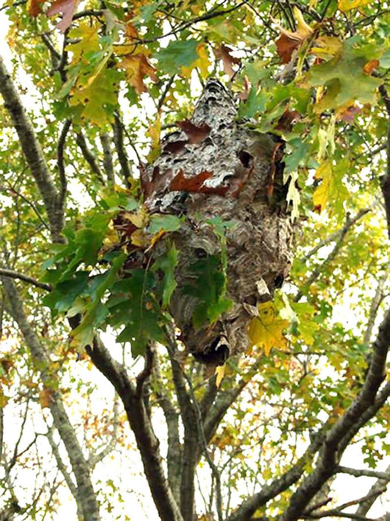 wasp nest