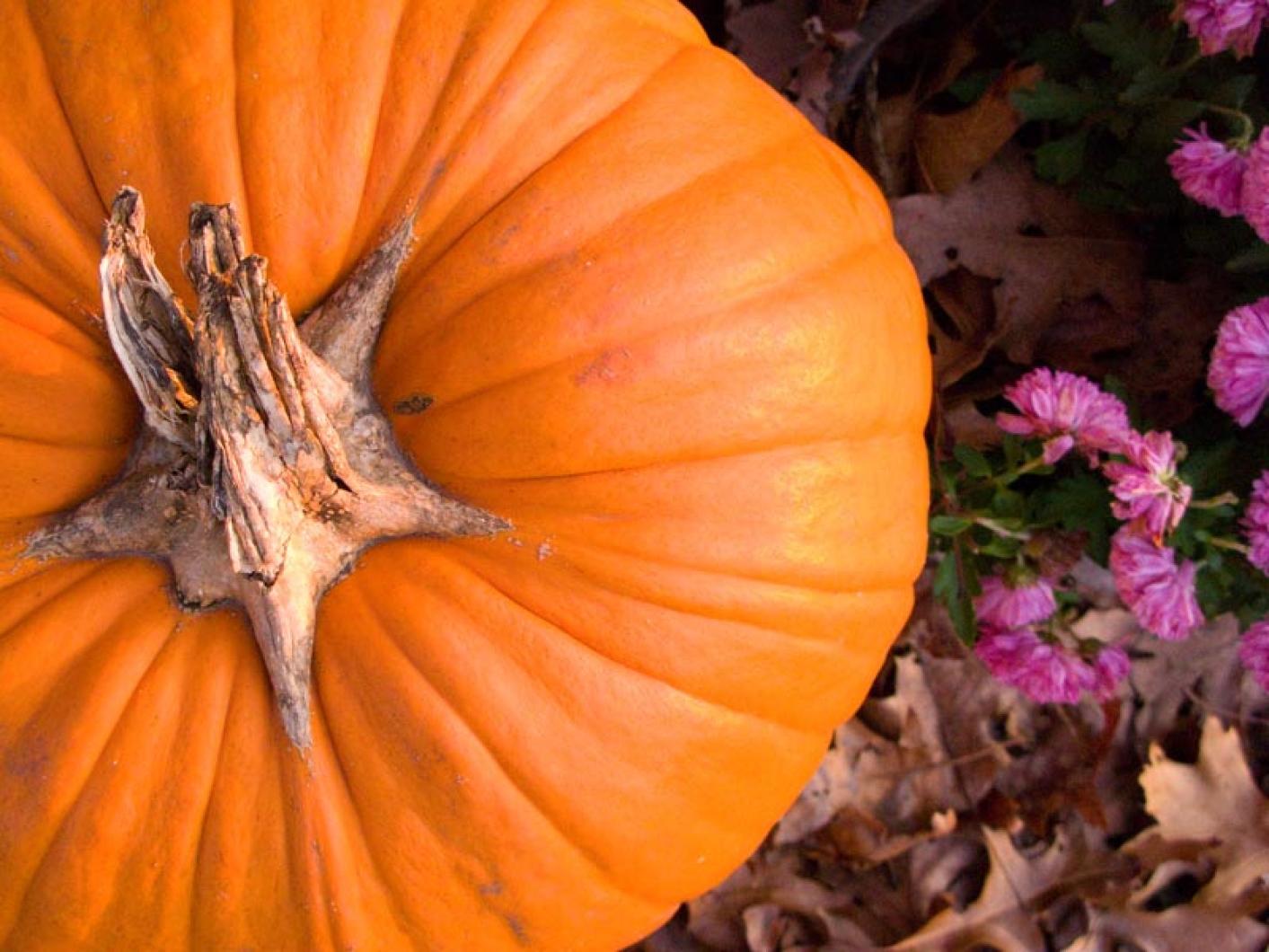 pumpkin