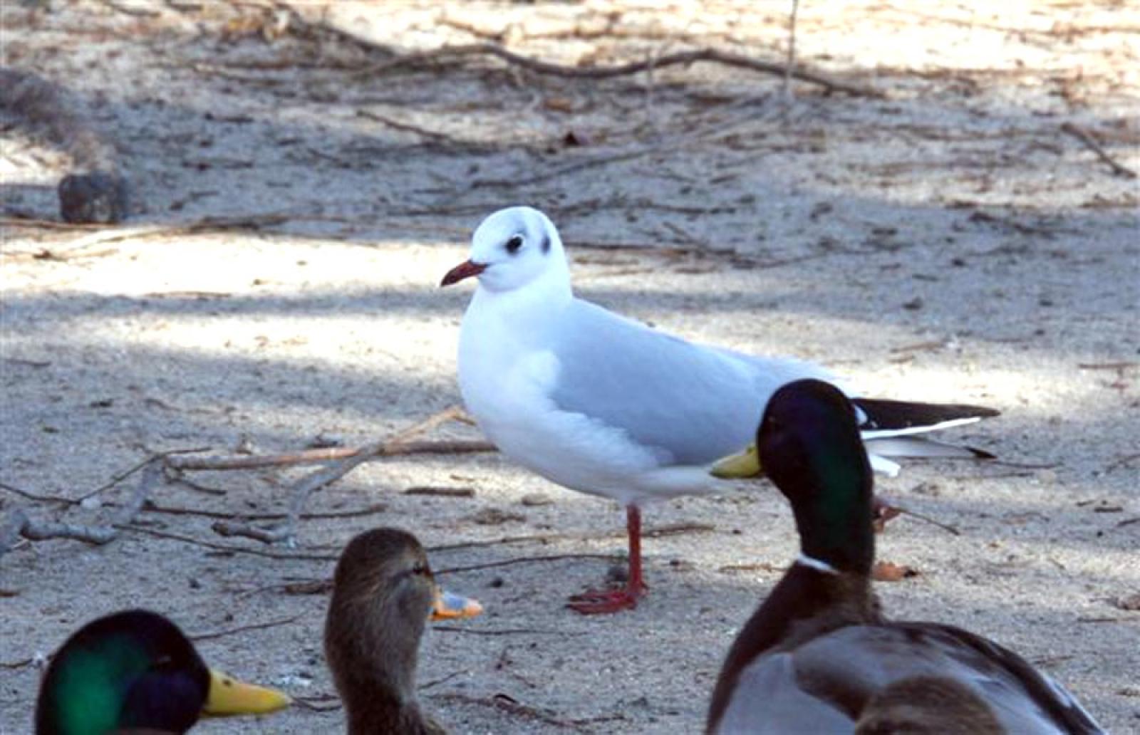 gull