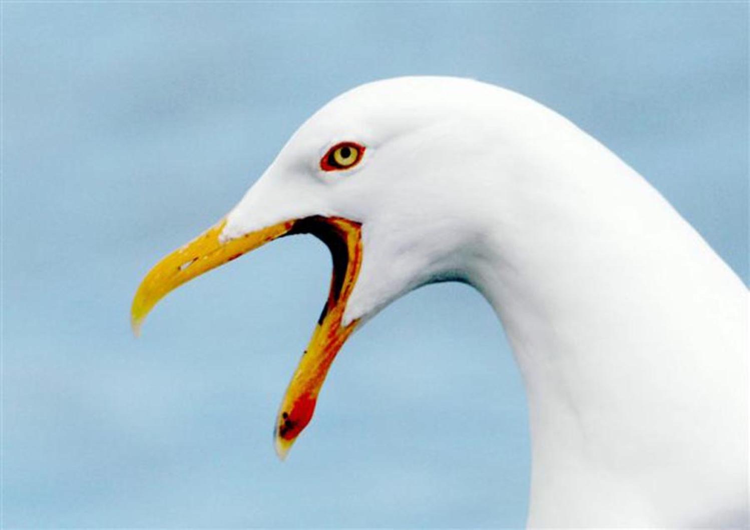 gull