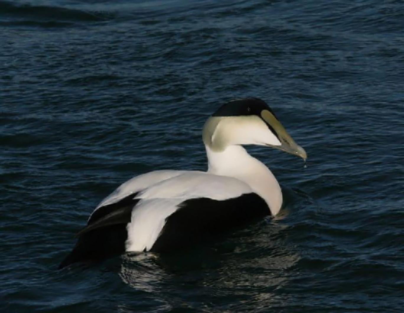 duck