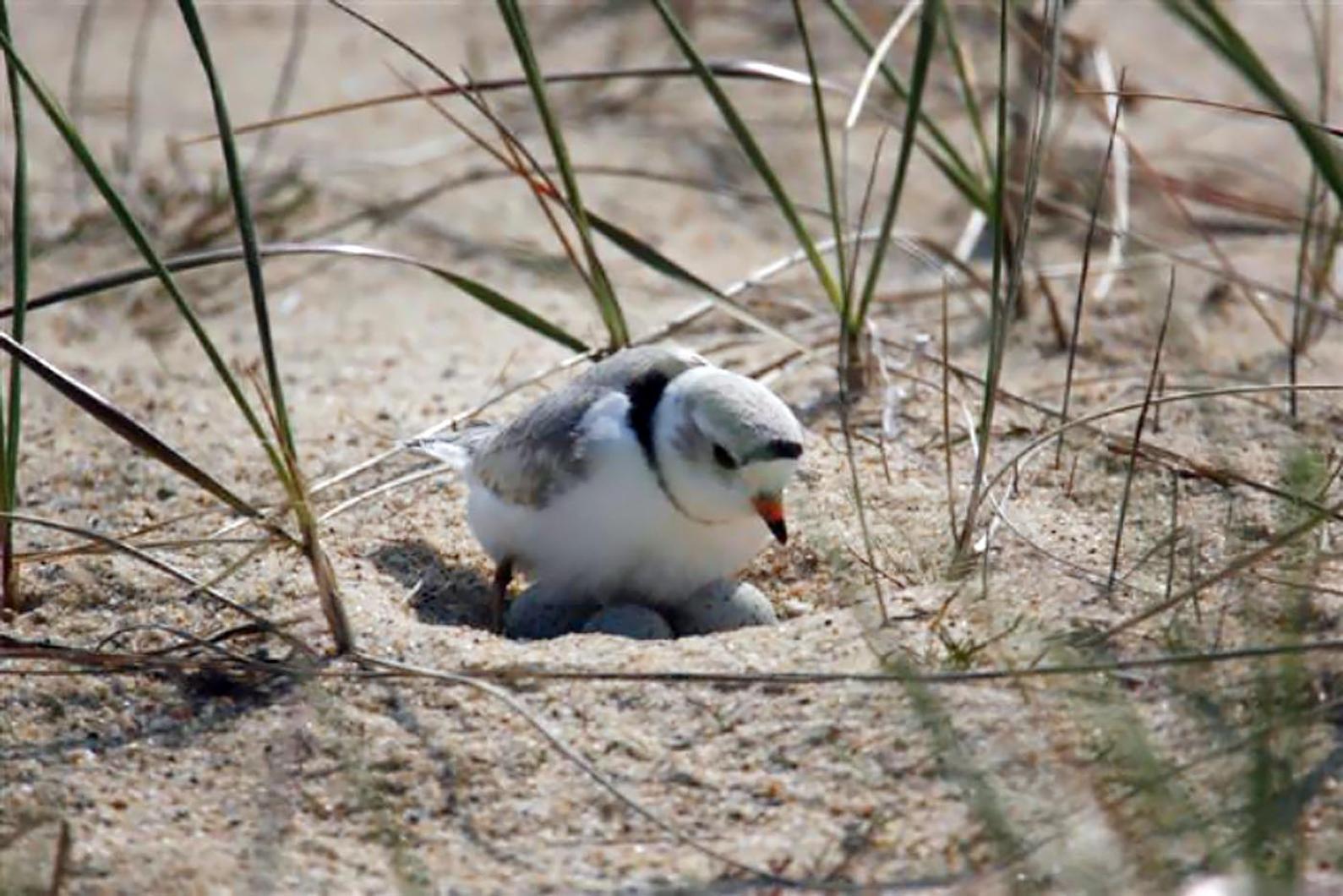 plover