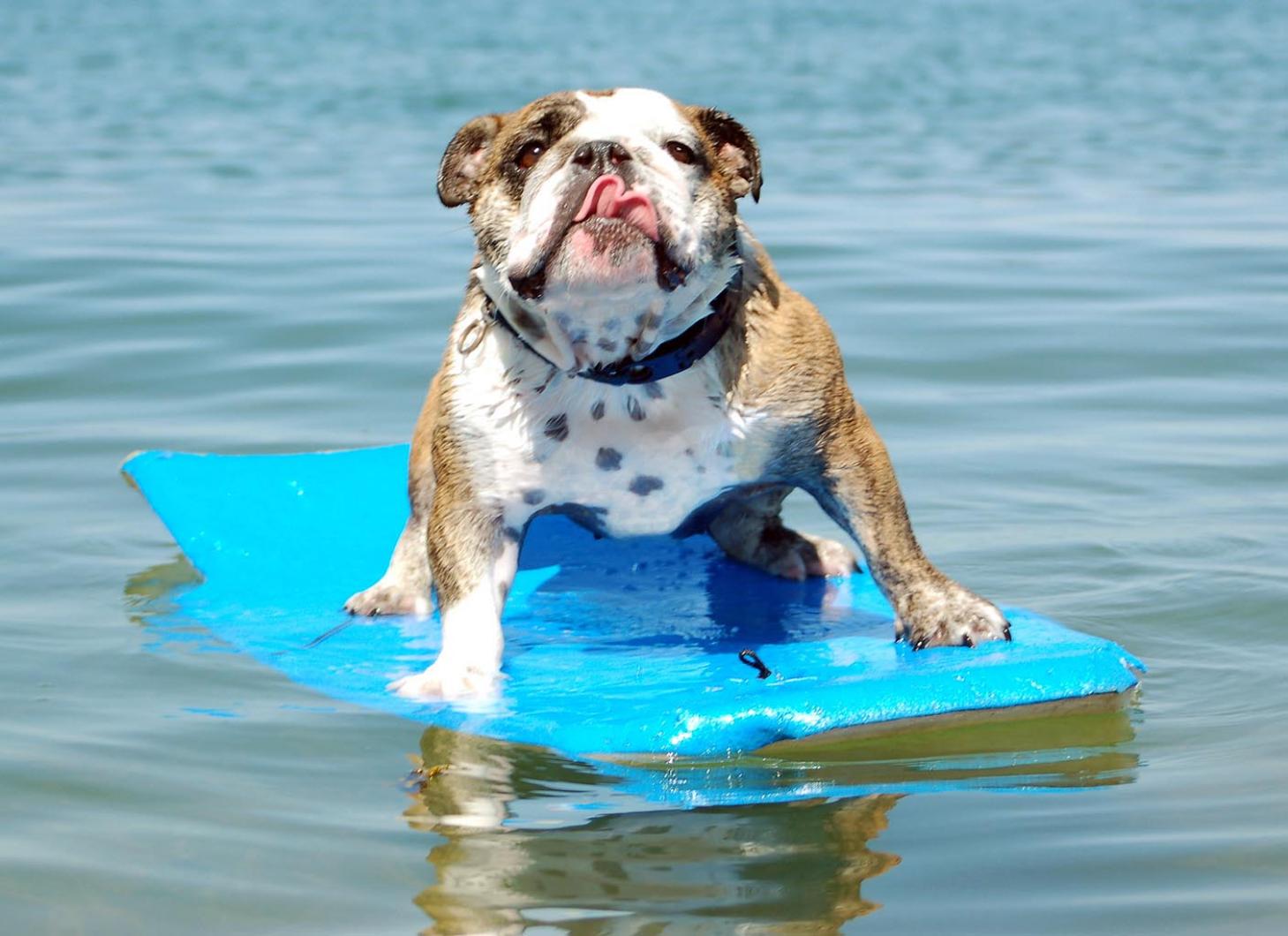 surfs up