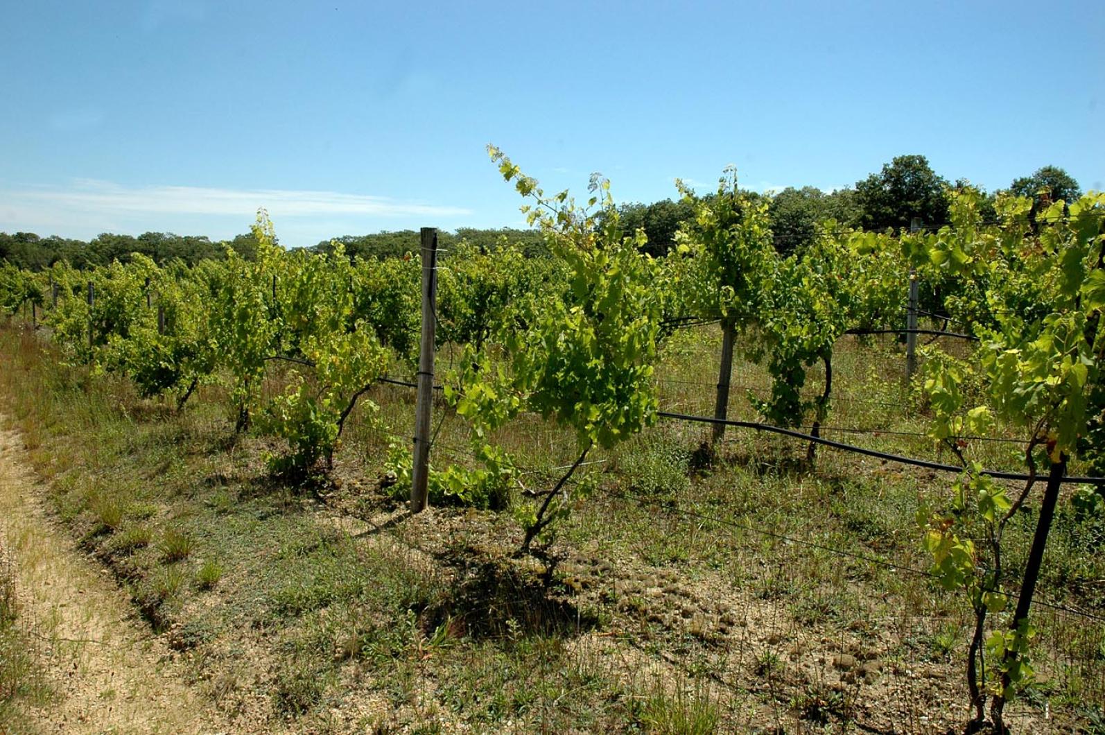 vineyard