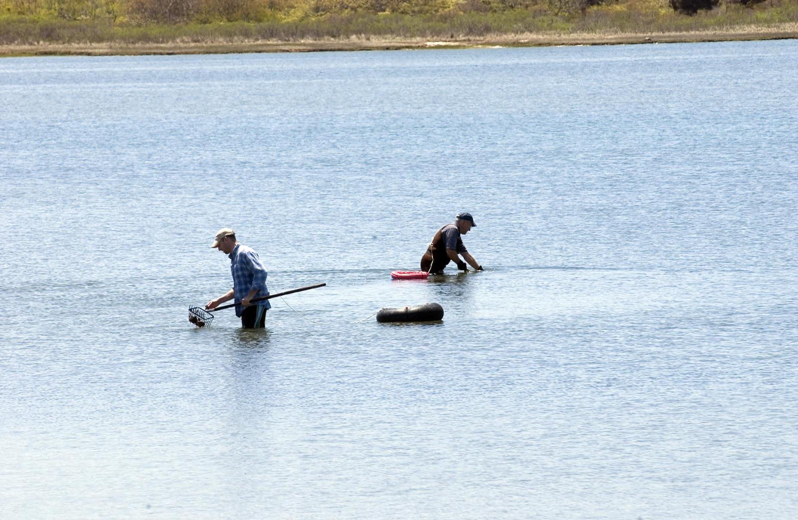 Clammers work in Sengekontacket pond.