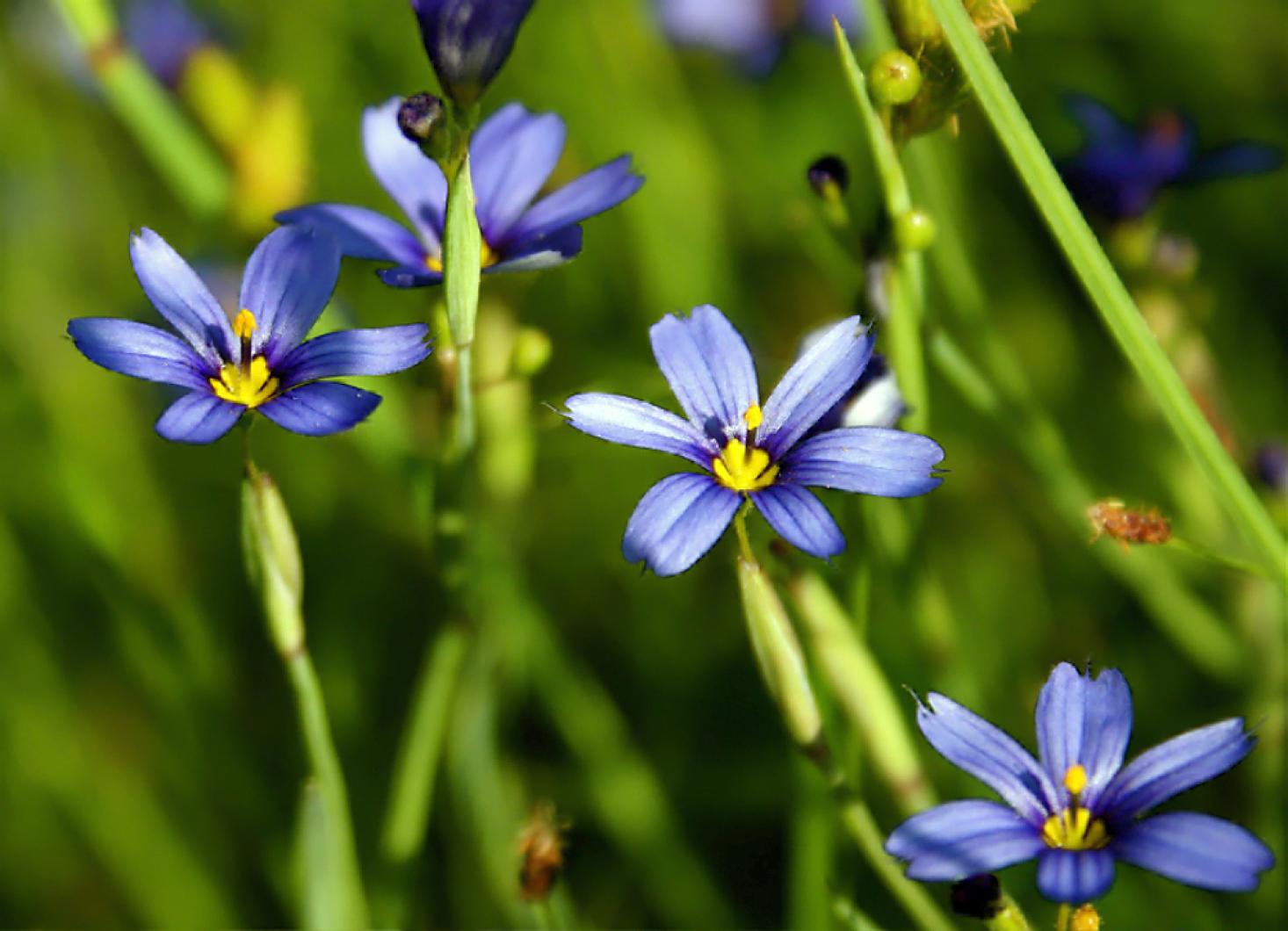 blue-eyed grass