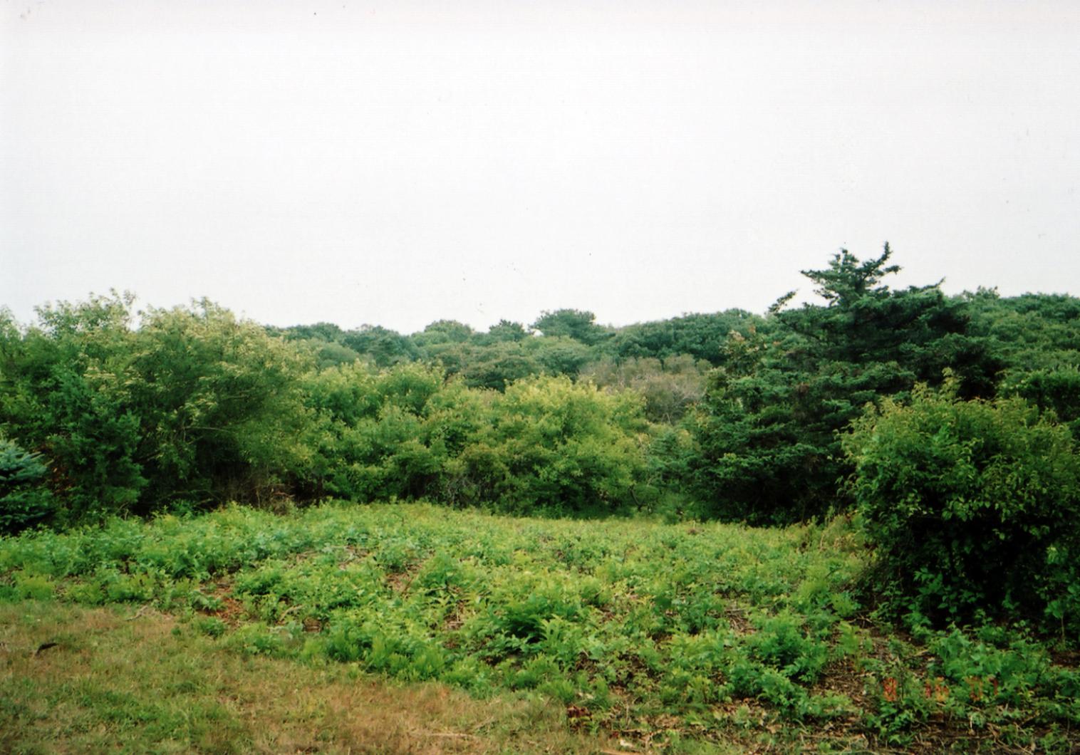 cow bay