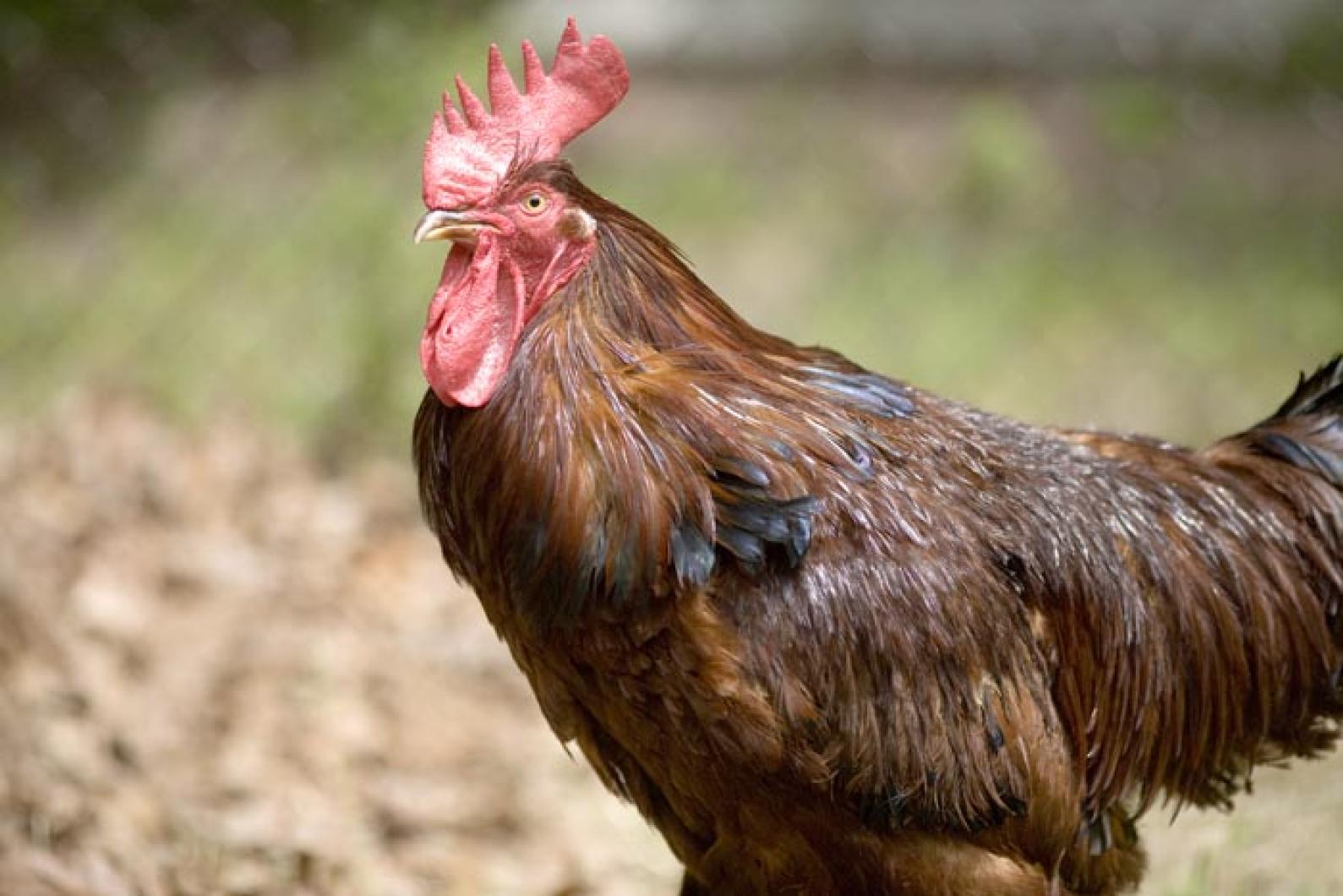 rooster
