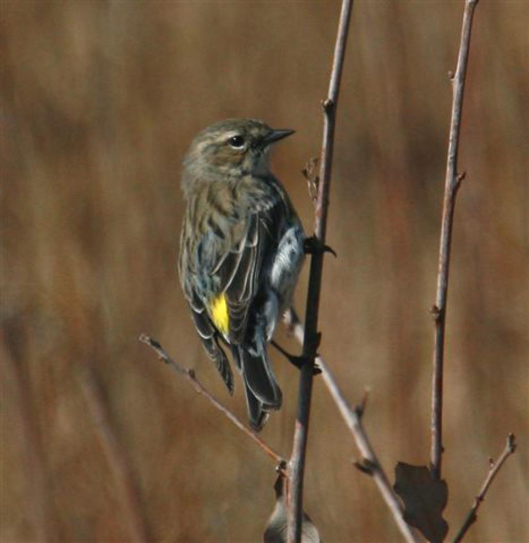 warbler