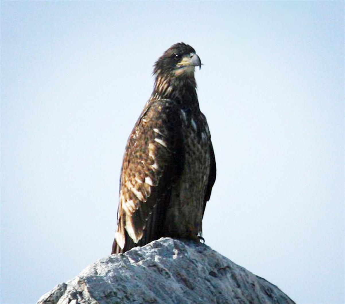 Eagle.