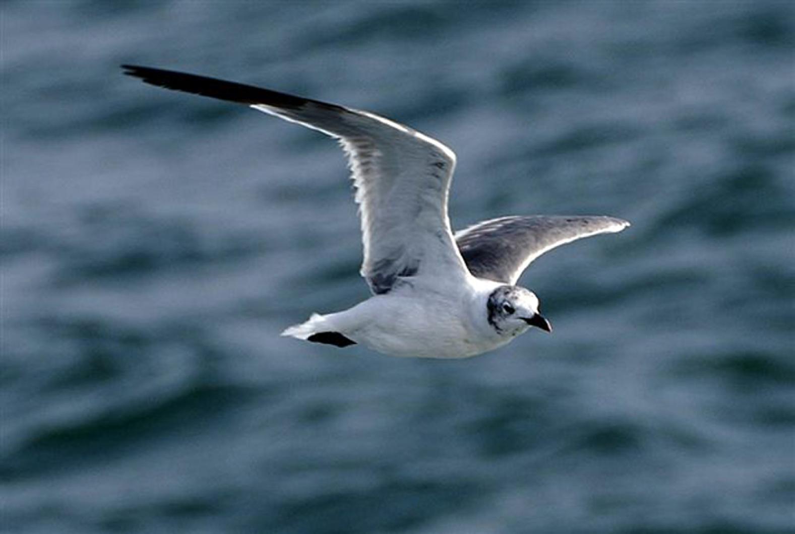 gull