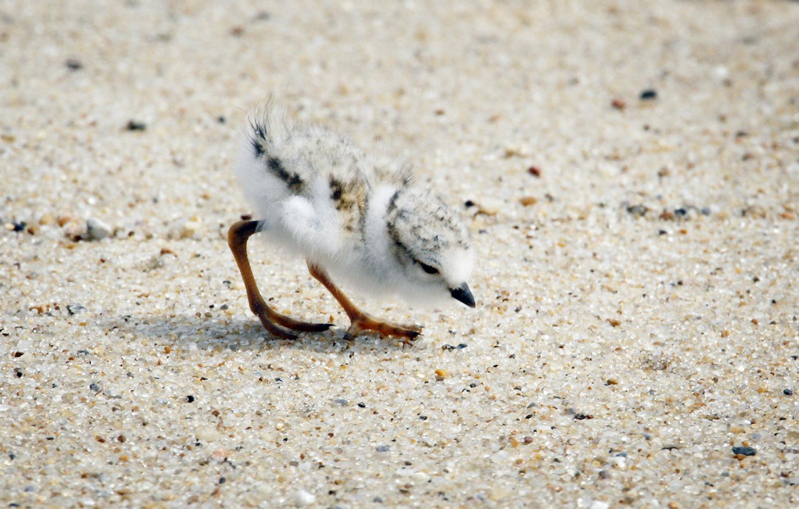 plover