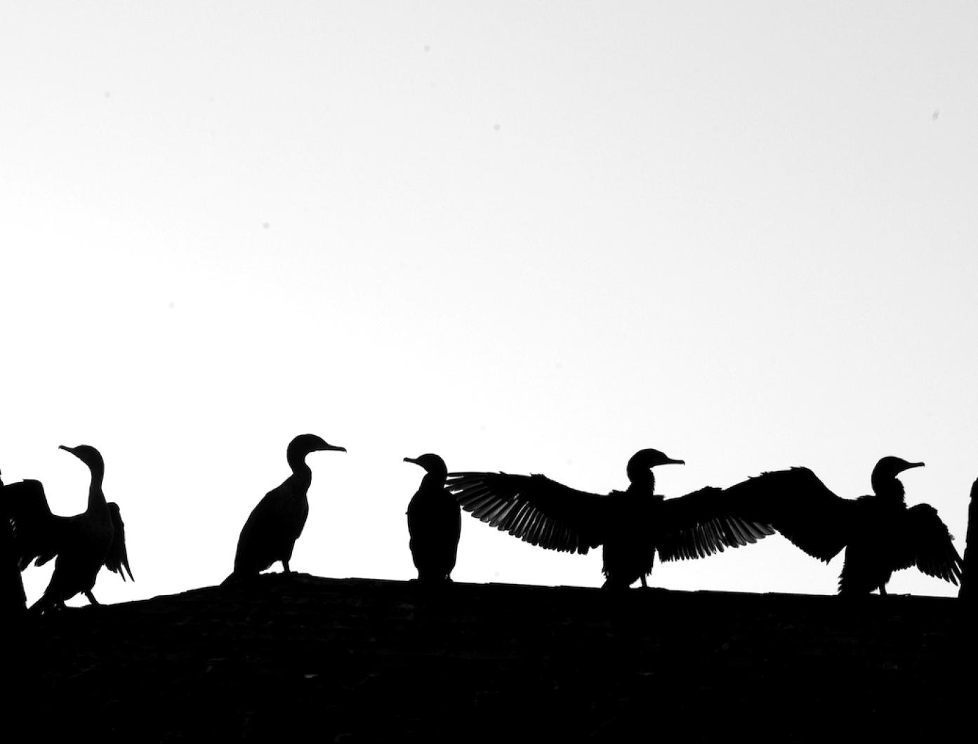 birds