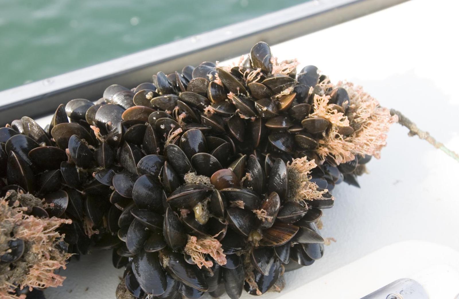 aquaculture