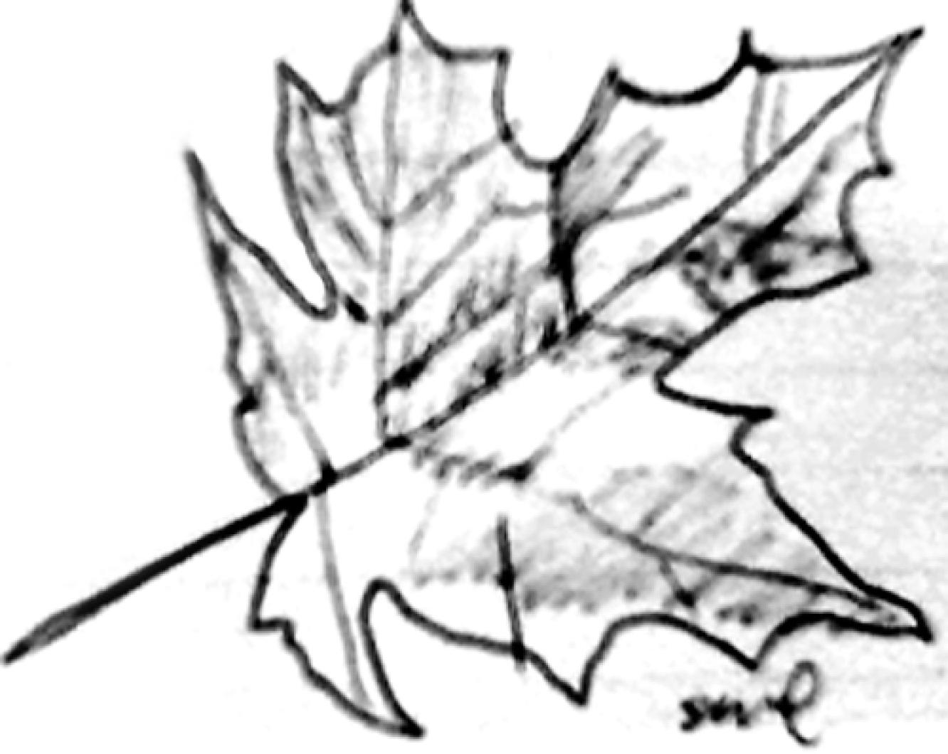 leaf