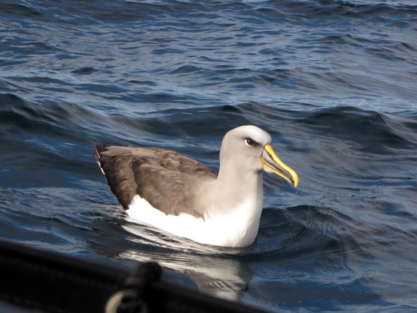 Albatross