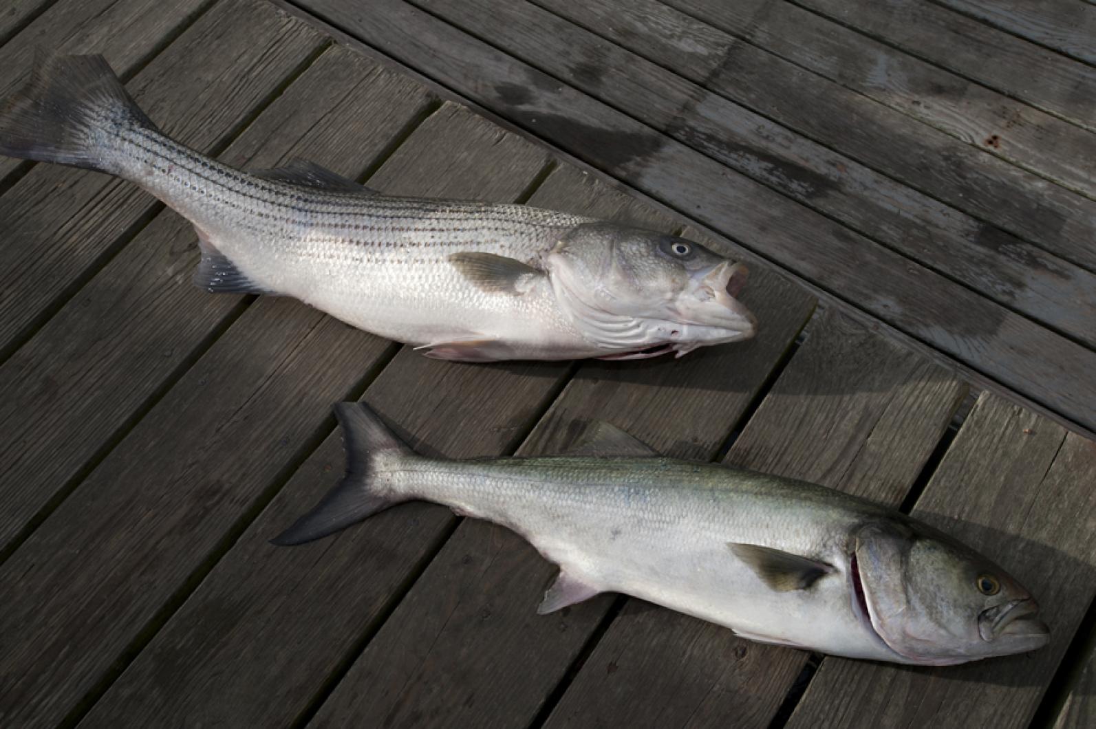 fish