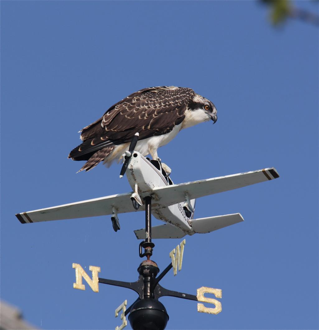 osprey