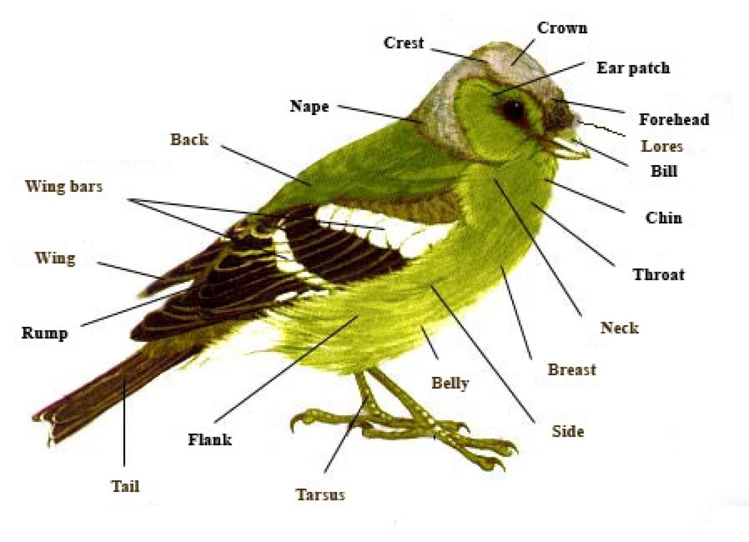bird