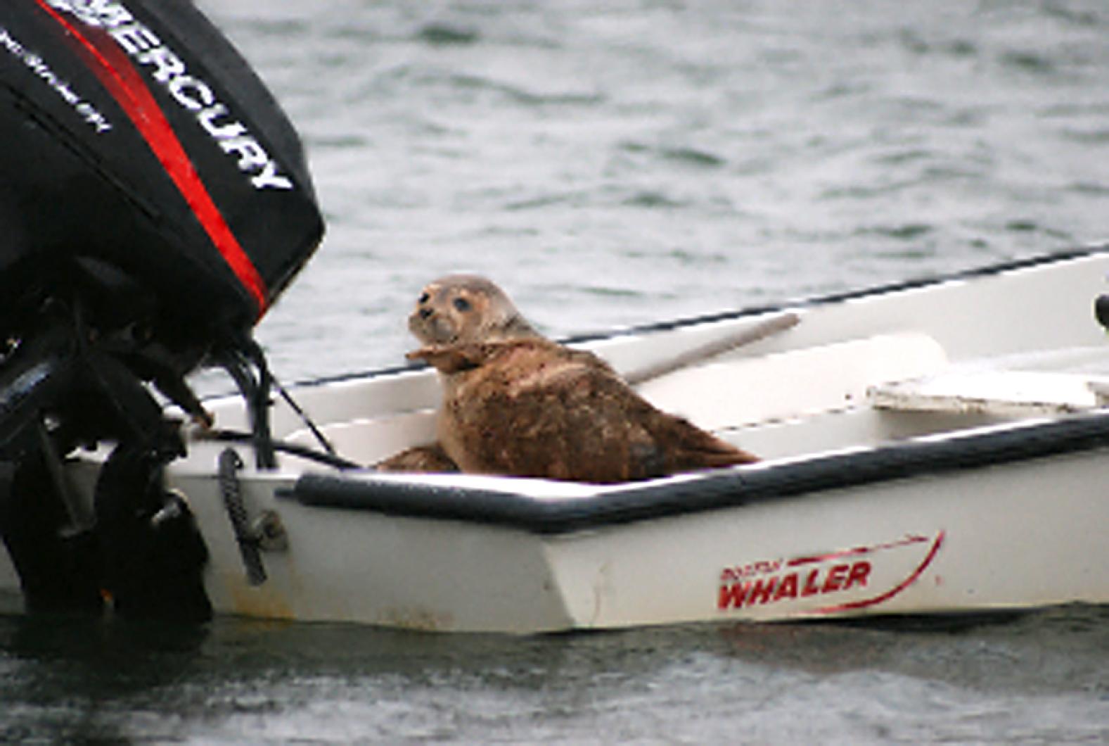 seal