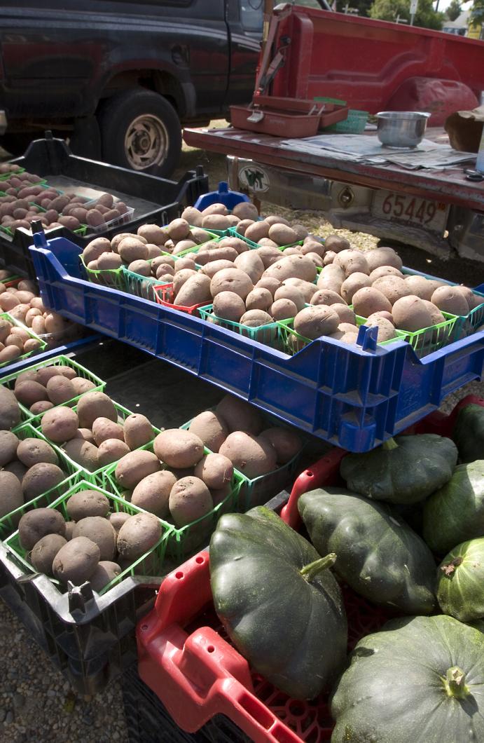 beds of potatoes and squash