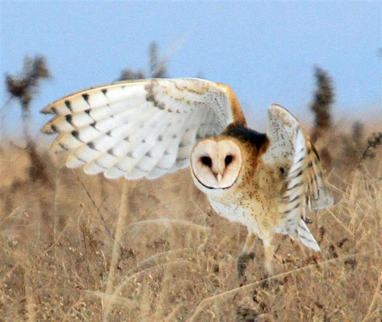 owl