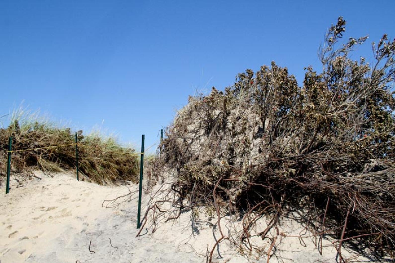 erosion Point Beach Long