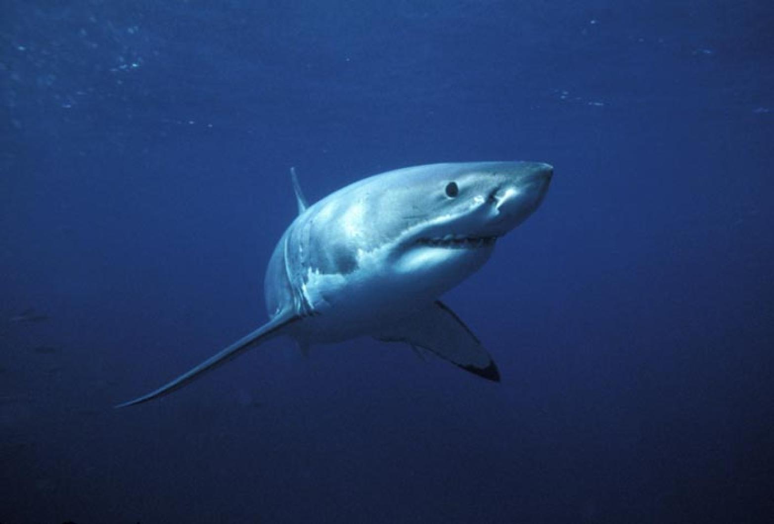 shark