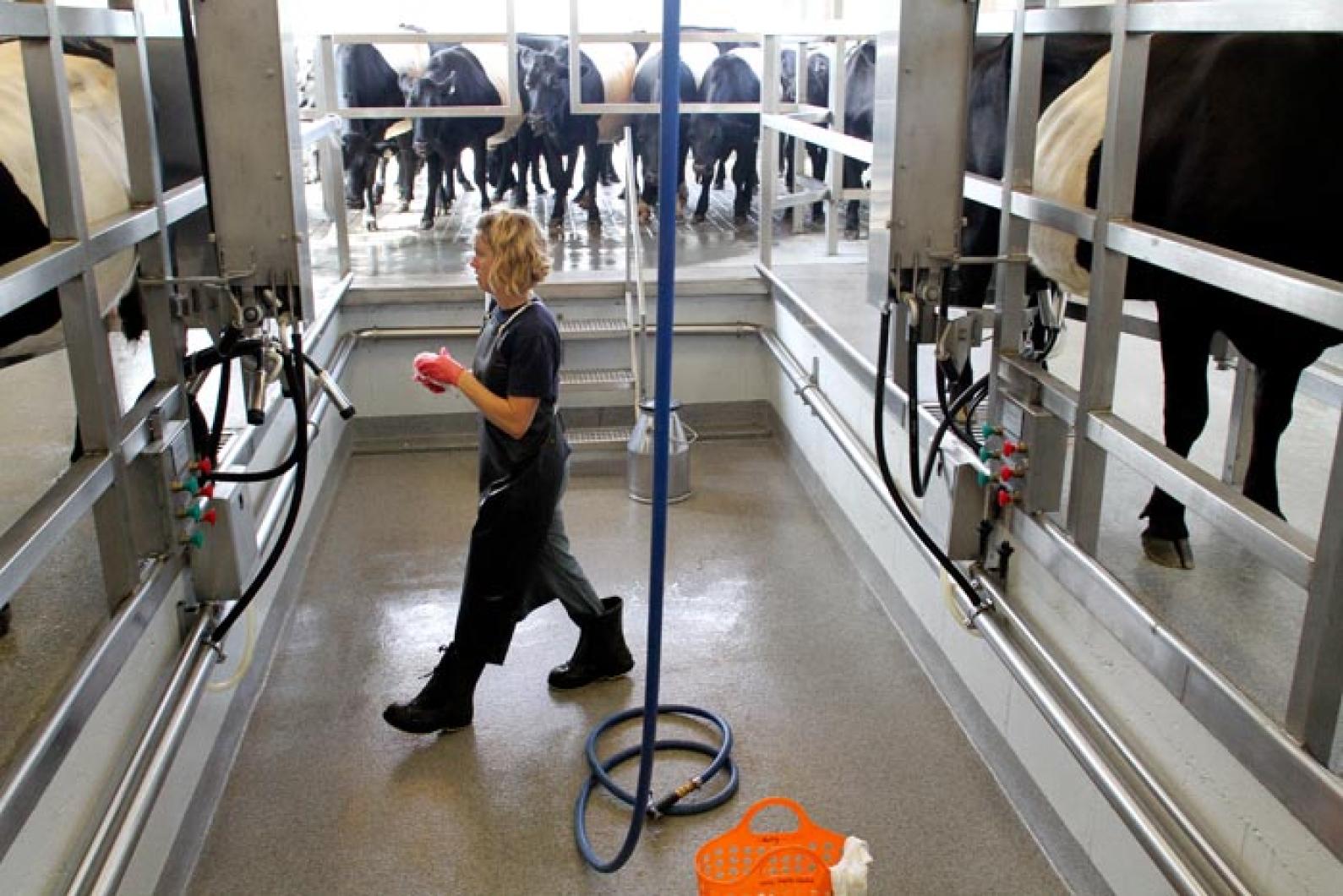 Becky Brown Cows