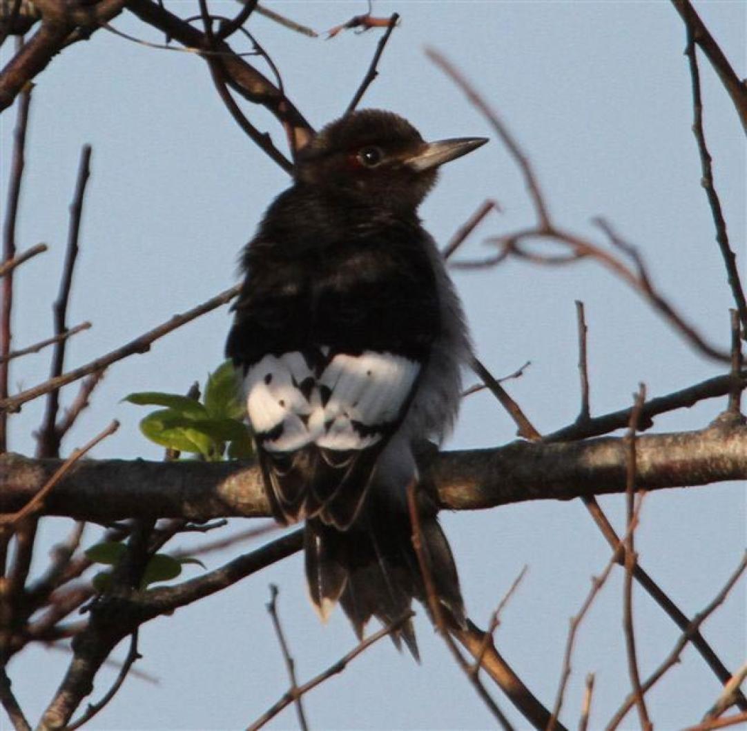 woodpecker