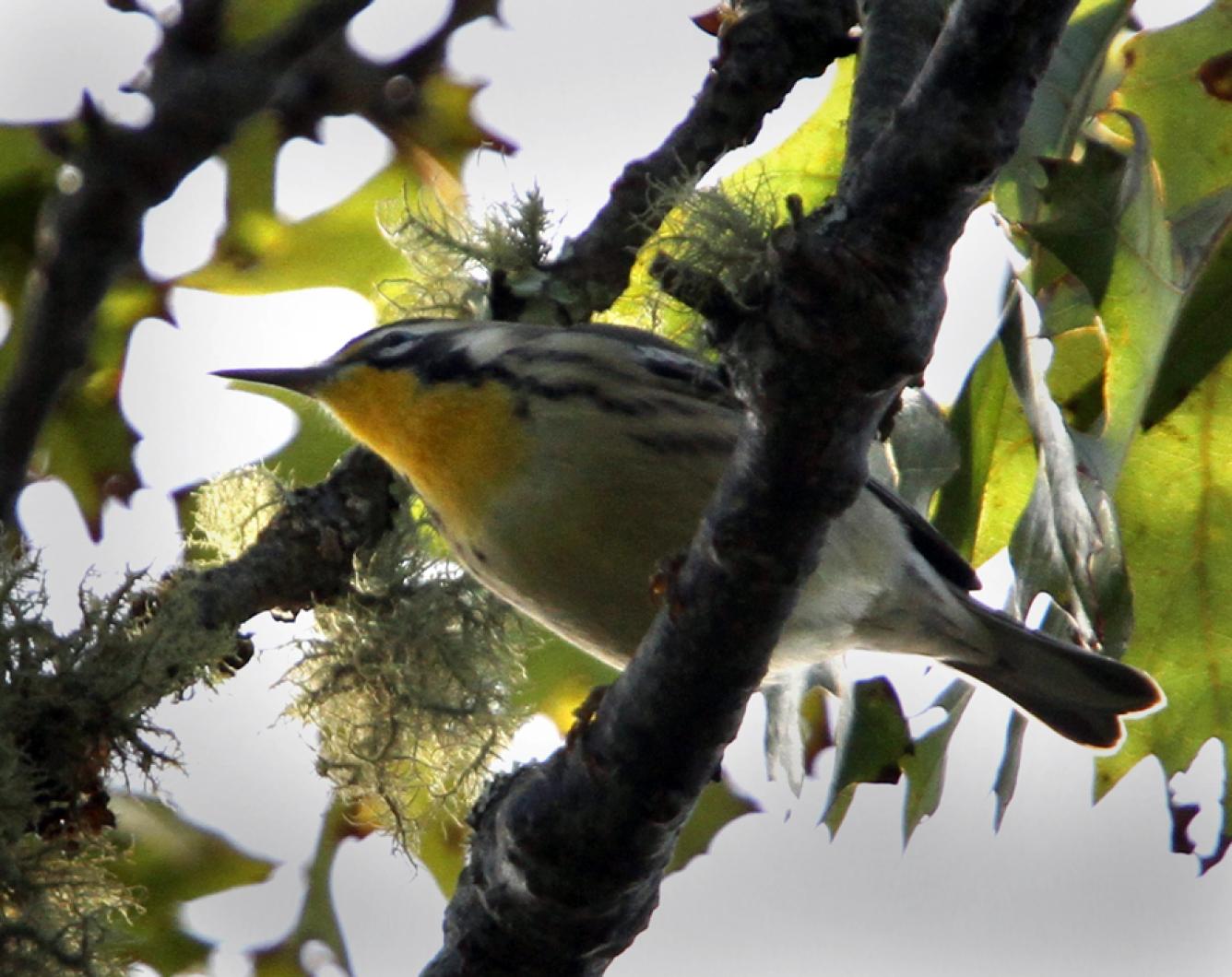 bird