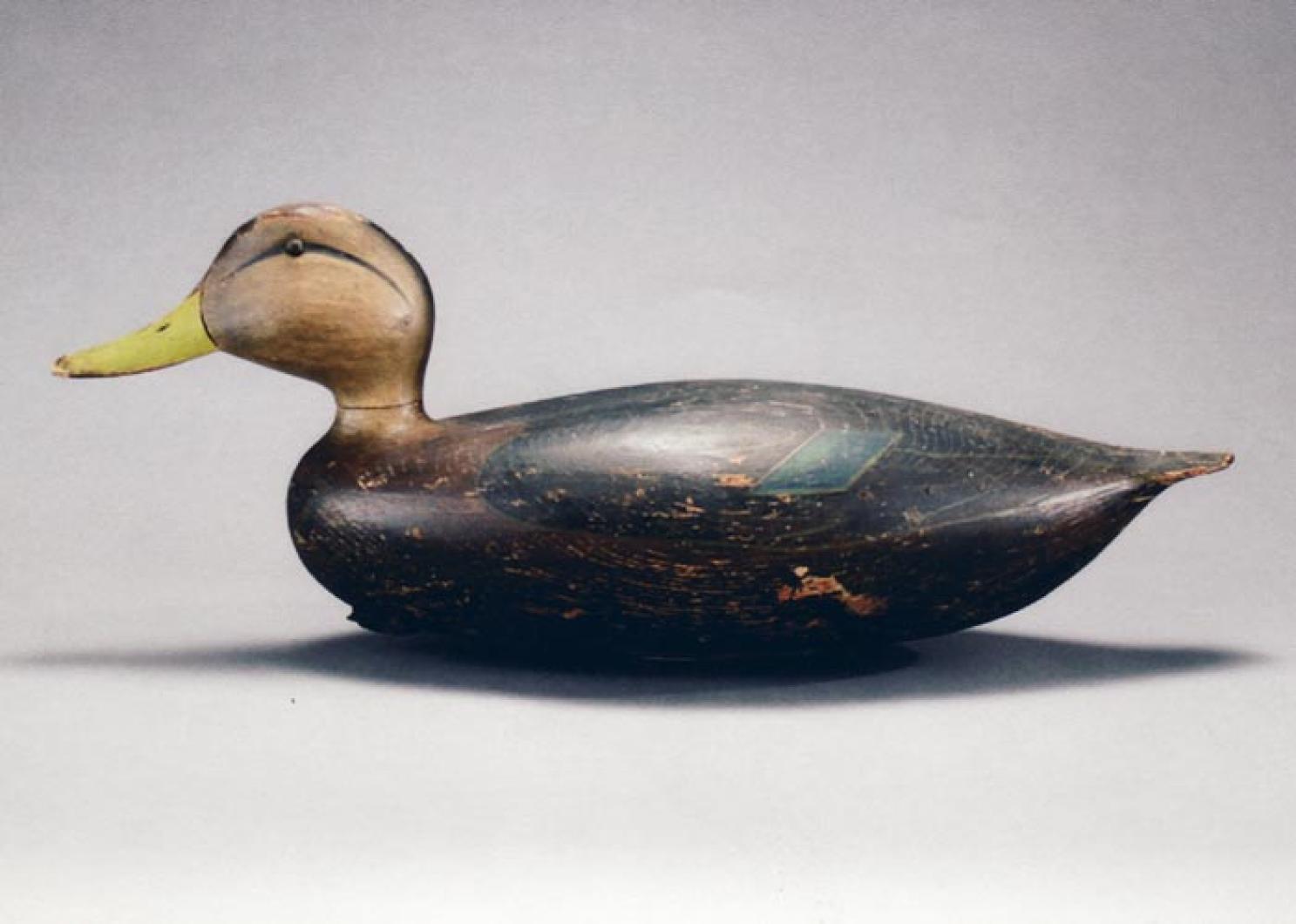 duck
