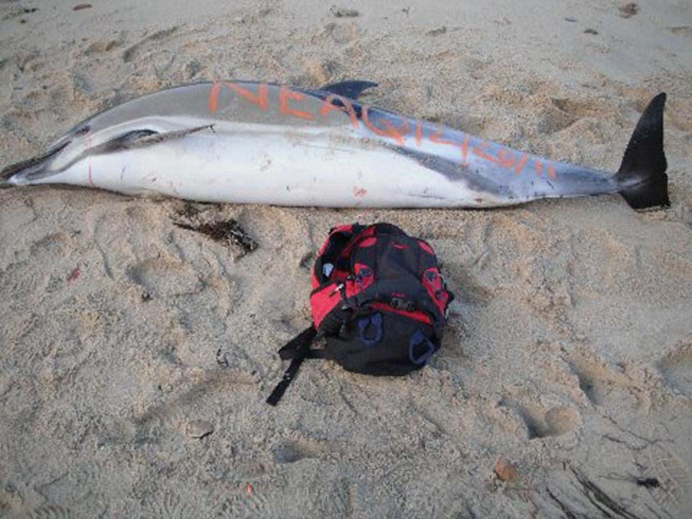 common dolphin