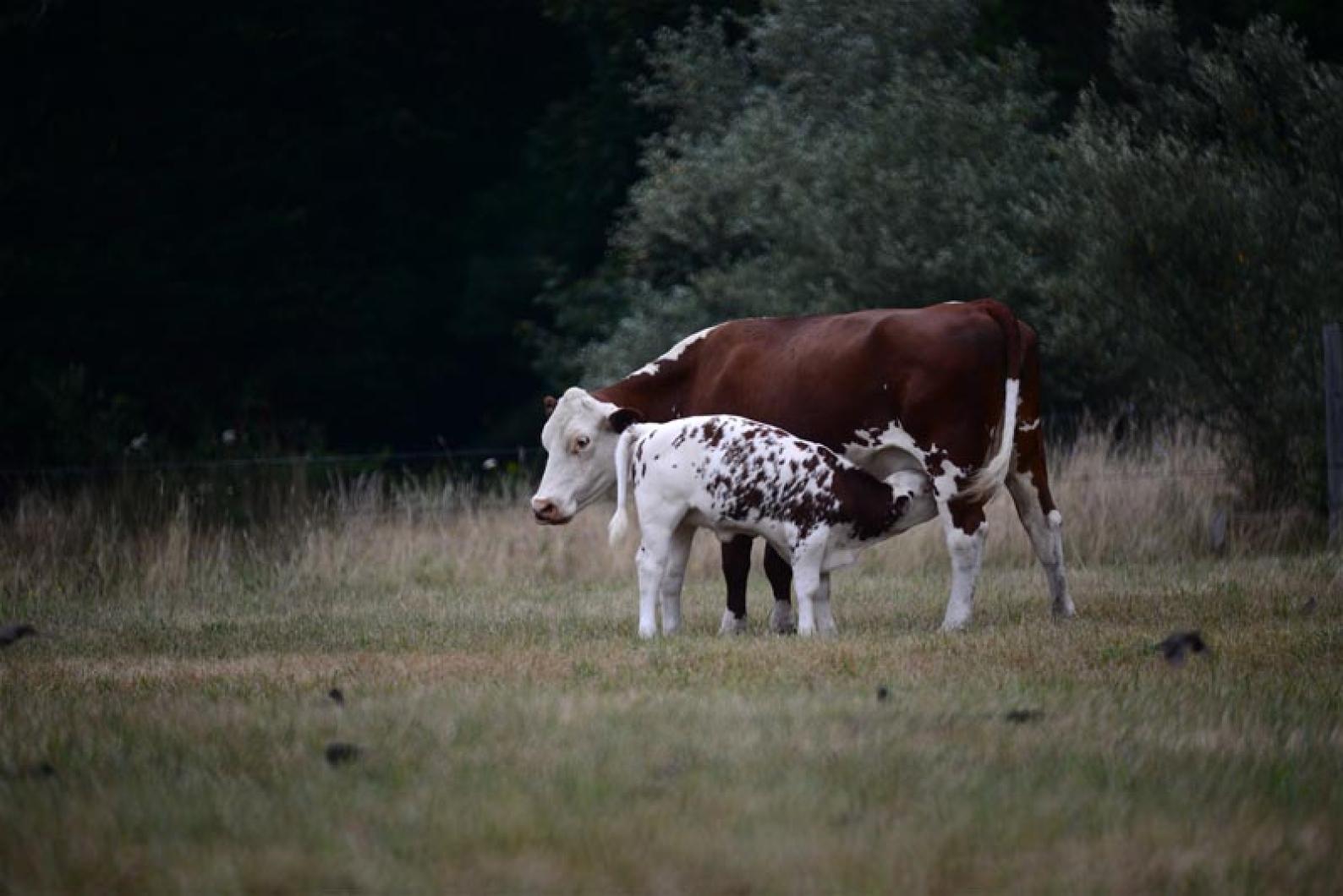 cows