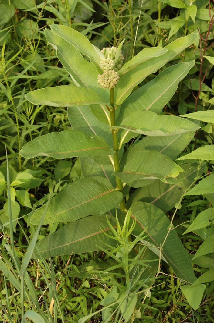 common milkweed