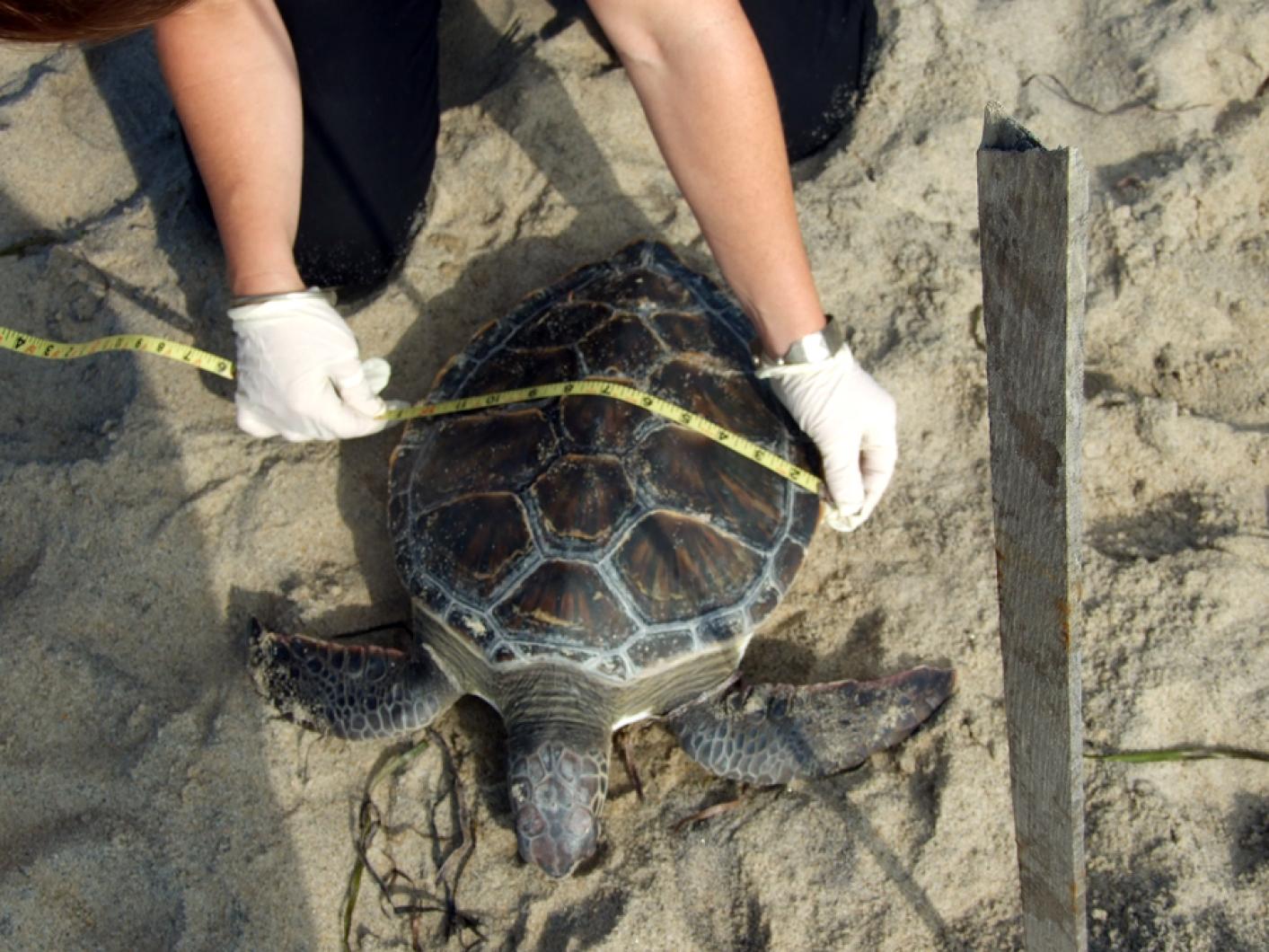 Green turtle tape measure