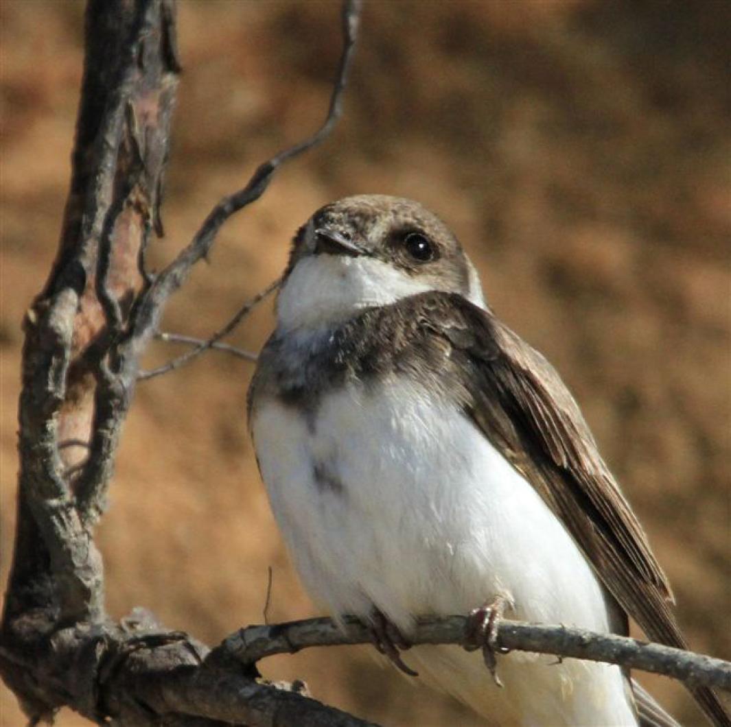 Bank swallow bird