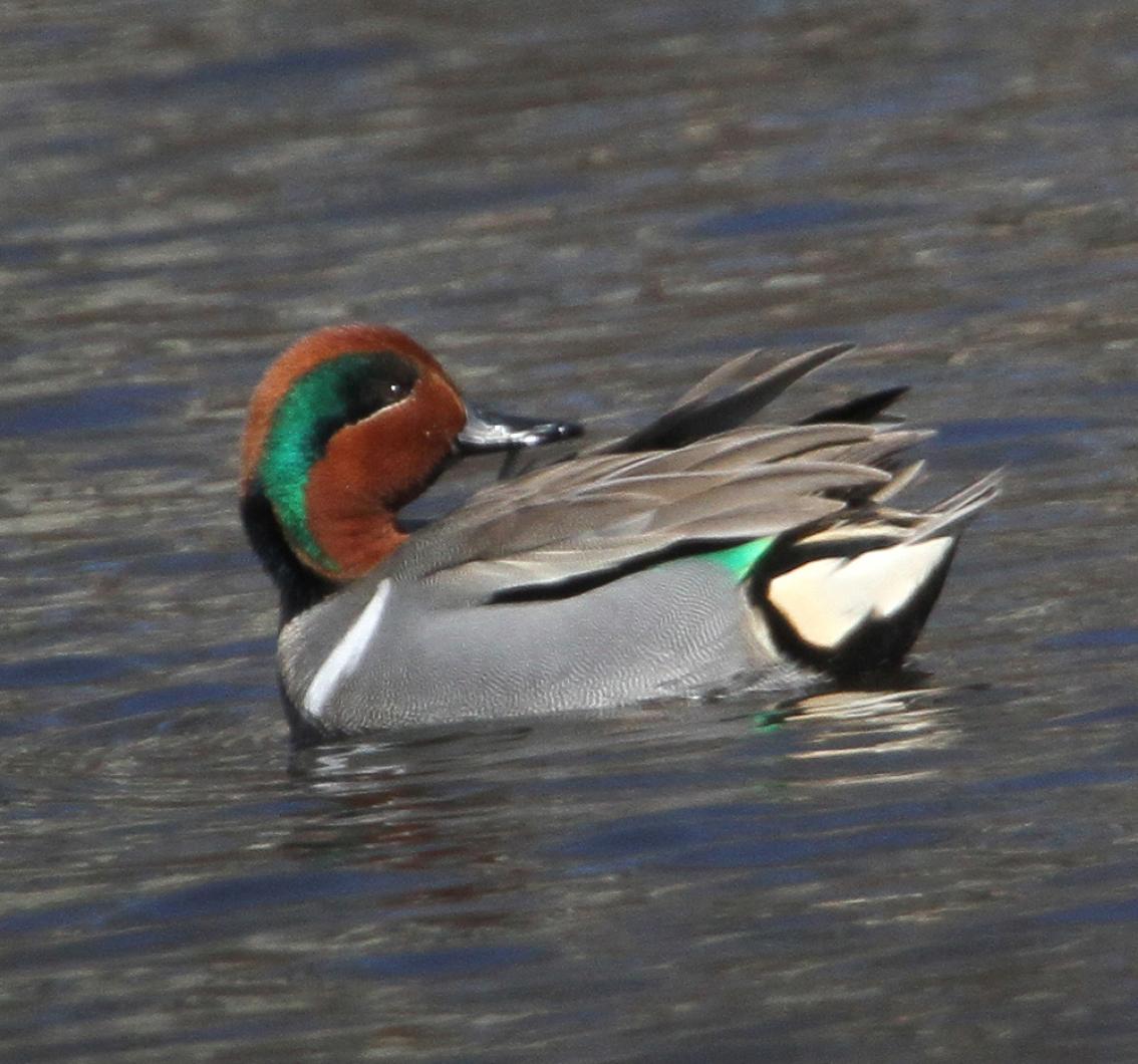 green-winged teal