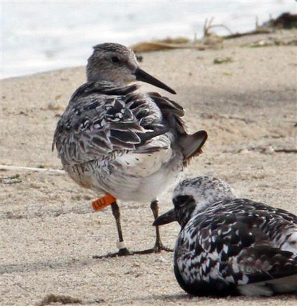 red knot