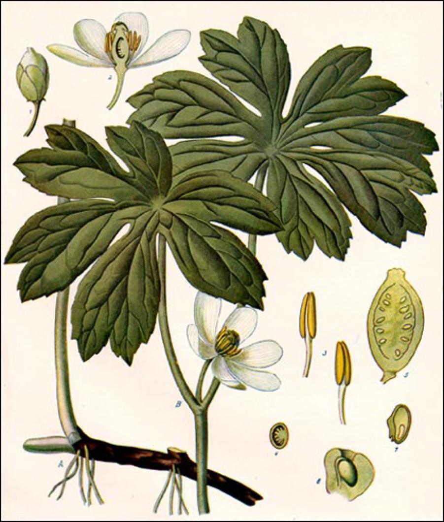 plant drawing