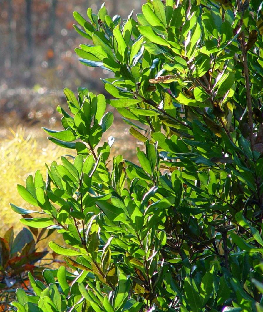northern bayberry